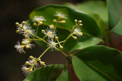 Syzygium gardneri